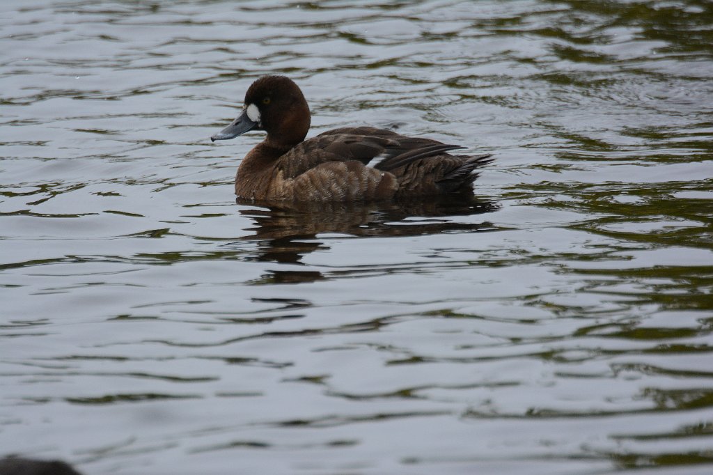 Duck, Lesser Scaup, 2015-01098888 Merritt Island NWR, FL.JPG - Lesser Scaup. Merritt Island National Wildlife Refuge, MA, 1-9-2015